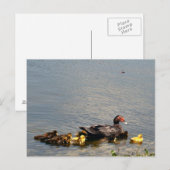 Muscovy Duck Photo Briefkaart (Voorkant / Achterkant)