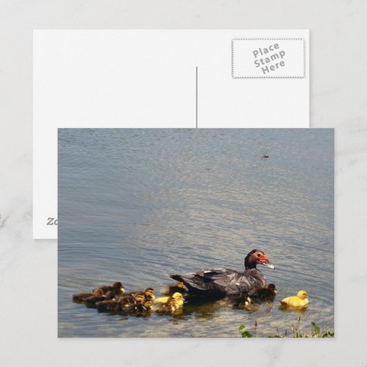 Muscovy Duck Photo Briefkaart (Voorkant / Achterkant)