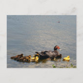 Muscovy Duck Photo Briefkaart (Voorkant)