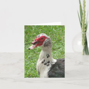 Muscovy Duck Photo Folded Note Card Notitiekaartje