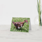 Muscovy Duck Photo Folded Note Card Notitiekaartje (Voorkant)