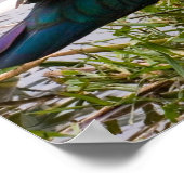 Muscovy Duck Poster (Hoek)