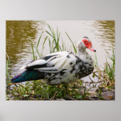 Muscovy Duck Poster (Voorkant)