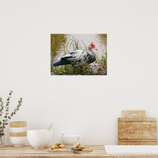 Muscovy Duck Poster (Keuken)