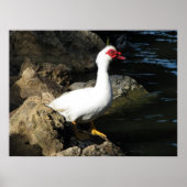Muscovy Duck poster wit met rood gezicht (Voorkant)