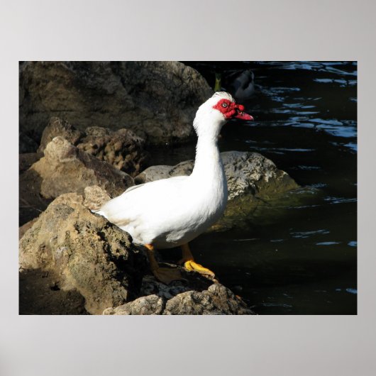 Muscovy Duck poster wit met rood gezicht (Voorkant)
