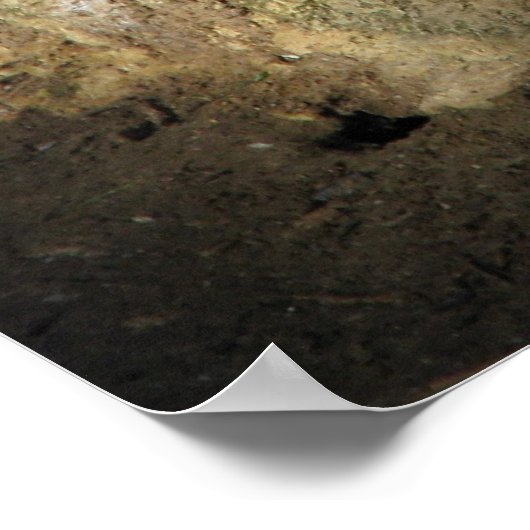 Muscovy Duck poster wit met rood gezicht (Hoek)