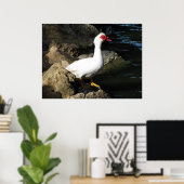 Muscovy Duck poster wit met rood gezicht (Thuiskantoor)