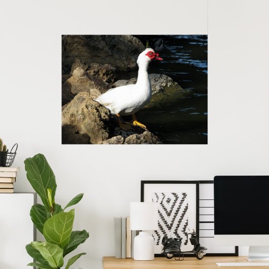 Muscovy Duck poster wit met rood gezicht (Thuiskantoor)