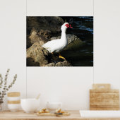 Muscovy Duck poster wit met rood gezicht (Keuken)