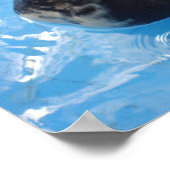 Muscovy Duck Swimming Poster (Hoek)