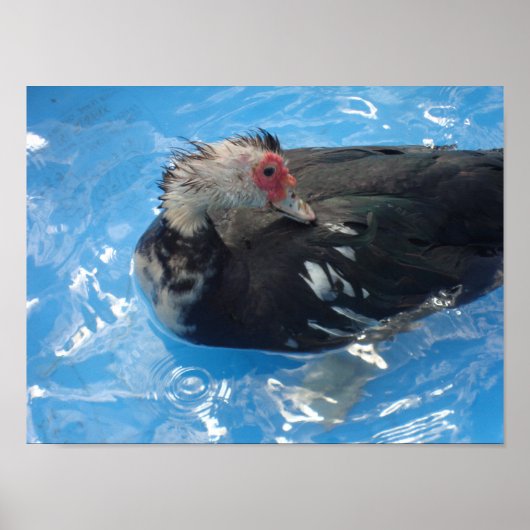 Muscovy Duck Swimming Poster (Voorkant)