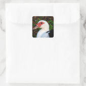 Muscovy Duck Vierkante Sticker (Tas)