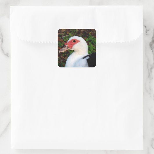 Muscovy Duck Vierkante Sticker (Tas)