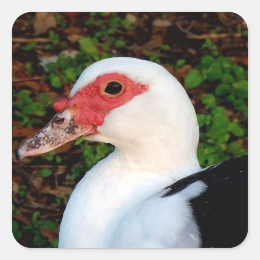Muscovy Duck Vierkante Sticker (Voorkant)