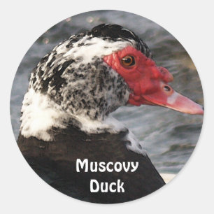 Muscovy Duck Vogel Wildlife Sticker