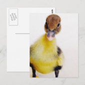 Muscovy Ducking Briefkaart (Voorkant / Achterkant)