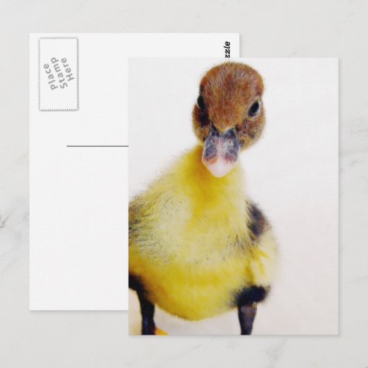 Muscovy Ducking Briefkaart (Voorkant / Achterkant)