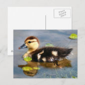 Muscovy Ducking Photo Briefkaart (Voorkant / Achterkant)