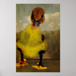Muscovy Ducking Poster