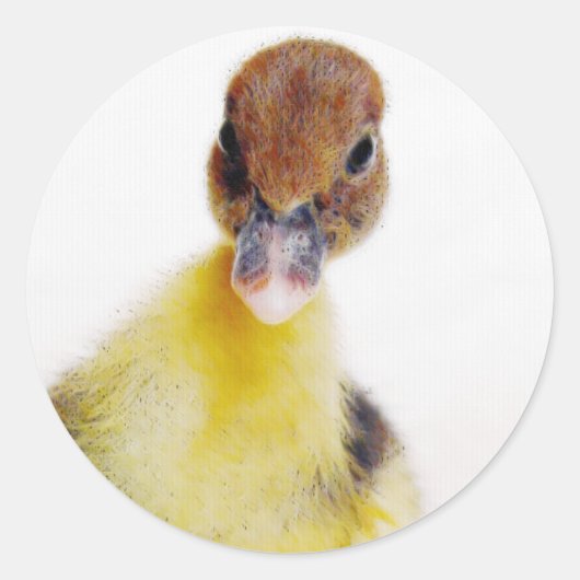Muscovy Ducking Ronde Sticker (Voorkant)