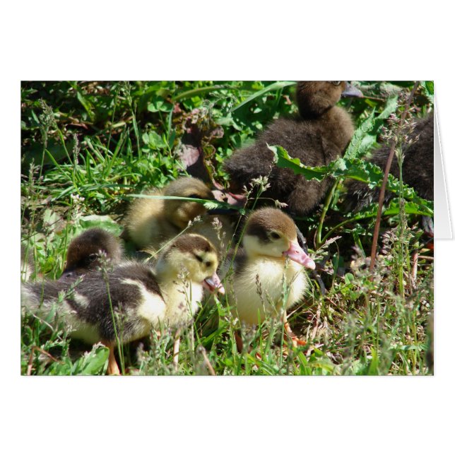 Muscovy Ducklings (Voorkant Horizontaal)