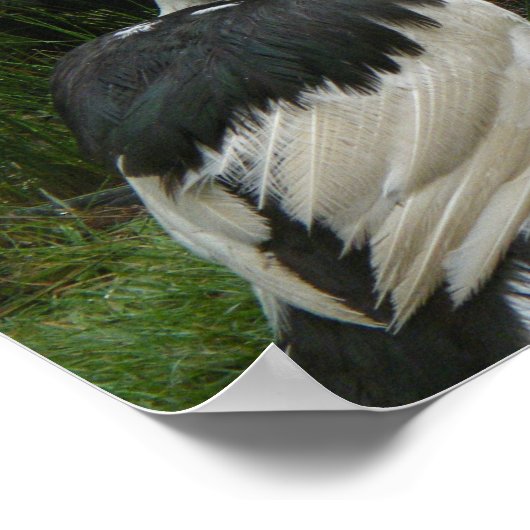 Muscovy Ducks and Ducklings Poster (Hoek)