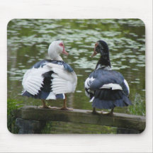 Muscovy Ducks
