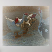 Muscovy Ducks Poster Print (Voorkant)