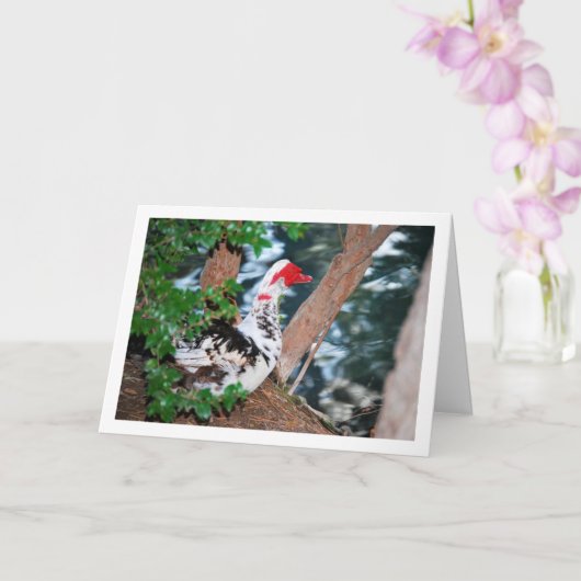 Muscovy eend, Meer Portret Kaart (Orchidee)