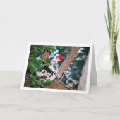 Muscovy eend, Meer Portret Kaart (Voorkant)
