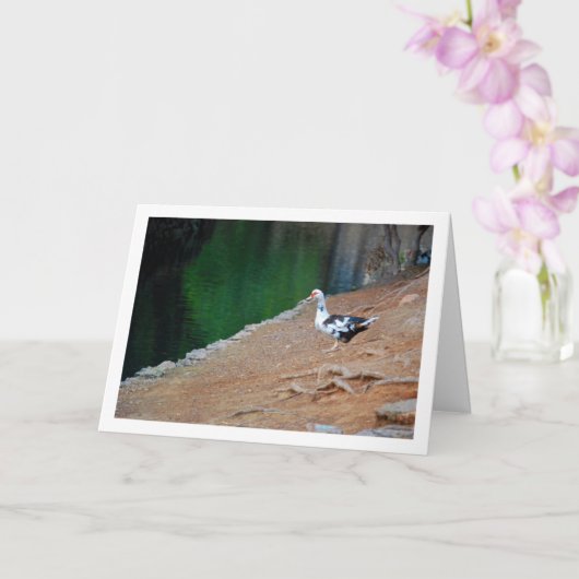 Muscovy eend, meerportret kaart (Orchidee)