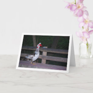 Muscovy eend Portret Kaart