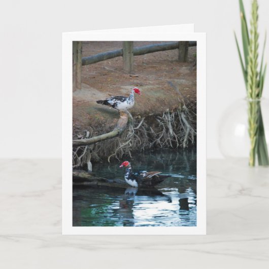 Muscovy-eenden Meer Portret Kaart (Voorkant)