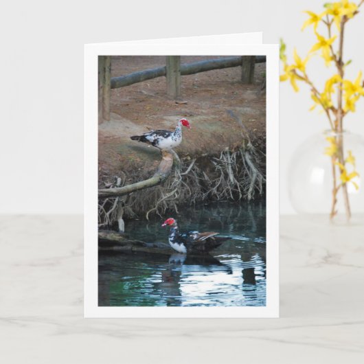 Muscovy-eenden Meer Portret Kaart (Gele Bloem)