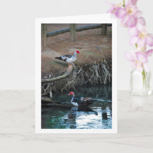Muscovy-eenden Meer Portret Kaart