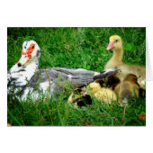 Muscovy Family (Voorkant Horizontaal)