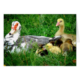Muscovy Family