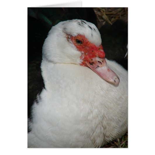 Muscovy Hen (Voorkant)