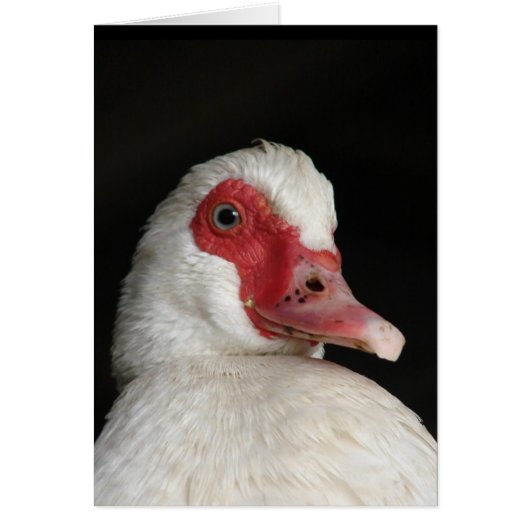 Muscovy Hen (Voorkant)