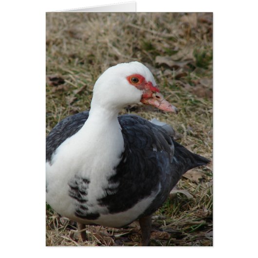Muscovy Hen (Voorkant)