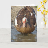 Muscovy Hen die in Puddle speelt Kaart (Gele Bloem)