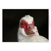 Muscovy Hen Duck (Voorkant Horizontaal)