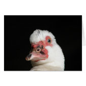 Muscovy Hen Duck (Voorkant Horizontaal)