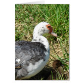 Muscovy Hen en Ducking (Voorkant)