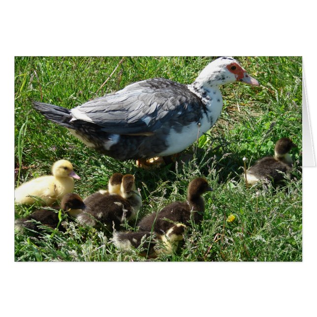Muscovy Hen en Ducklings (Voorkant Horizontaal)