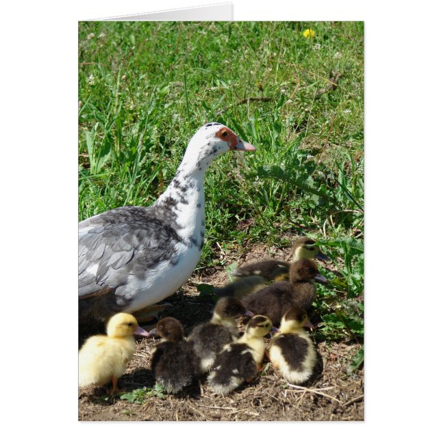 Muscovy Hen en Ducklings (Voorkant)