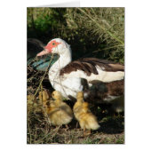 Muscovy Hen en Ducklings (Voorkant)