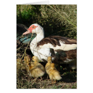 Muscovy Hen en Ducklings