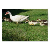 Muscovy Hen en Ducklings (Voorkant Horizontaal)
